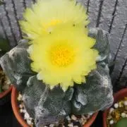 みどりの家の画像