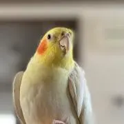 やま