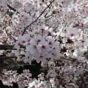 ❁︎の画像
