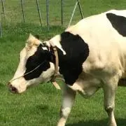 タラレバの画像