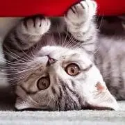 みっつの画像