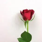 ゆってぃー♡の画像