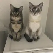 グリとグラの画像