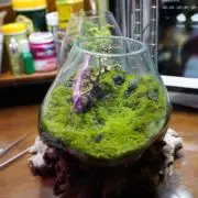 植物屋さんの画像