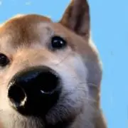 じゅんの画像