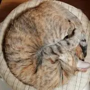 にゃんの画像