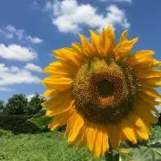 よーちの画像