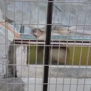 アルパカの画像
