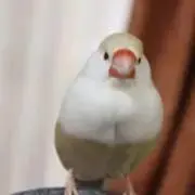 ちいの画像