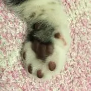 ムギ肉球