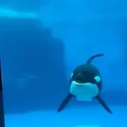 たか