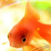モワルちゃんの画像