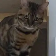 pekochan