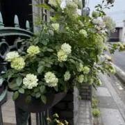 greenice1022の画像
