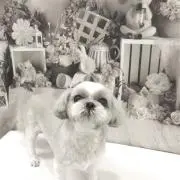 桃蔵の画像