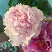 ピオニーの画像
