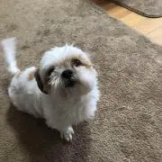 ミキ