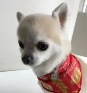 バニラの画像