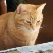 ねこちゃ