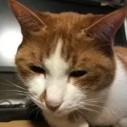 taku