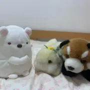 のりちゃんの画像