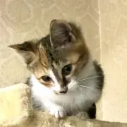 なおちゃんの画像