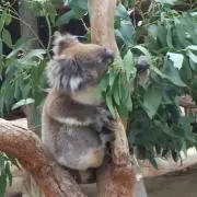 しゃんこうの画像