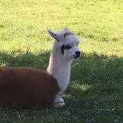 ぱんの画像