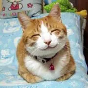 さくらの画像