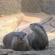 Aの画像