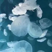 mocaの画像