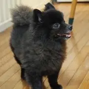 Kuromapleの画像