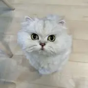 あめの画像