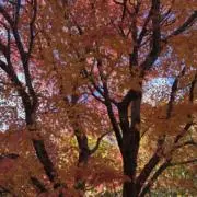 キャリコの画像
