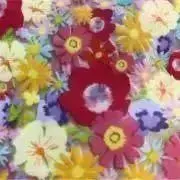 みほちの画像