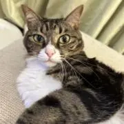 noa