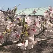 tonの画像