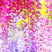 Succulentsの画像