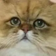 猫柳の画像