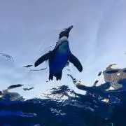 メリーの画像