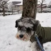 りんたろす
