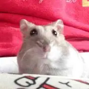 エピハム@風船専門店♩