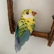 コセツの画像