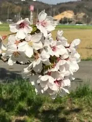 まめたろうの画像