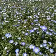 環の画像