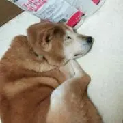 ころん