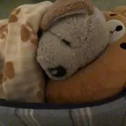 チャッピーの画像