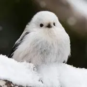 ひじきの画像