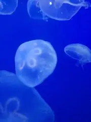 nanaの画像