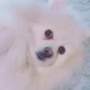 ぷーの画像